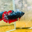 Avarta Neubupa Plakat - Female Betta Ju33 Live Betta Fish Female betta