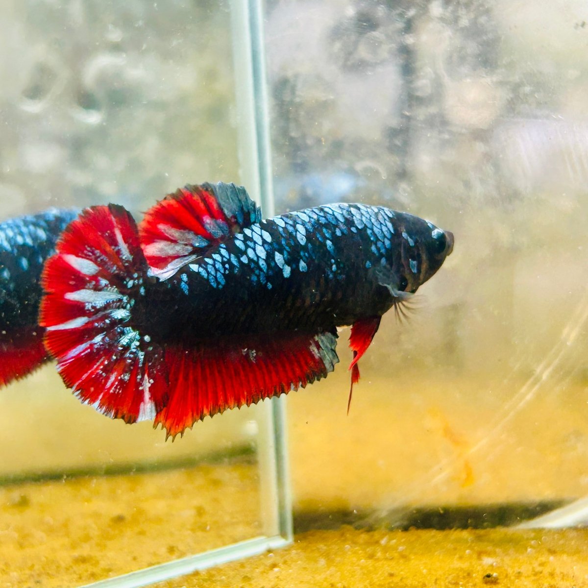 Avarta Neubupa Plakat - Female Betta Ju33 Live Betta Fish Female betta