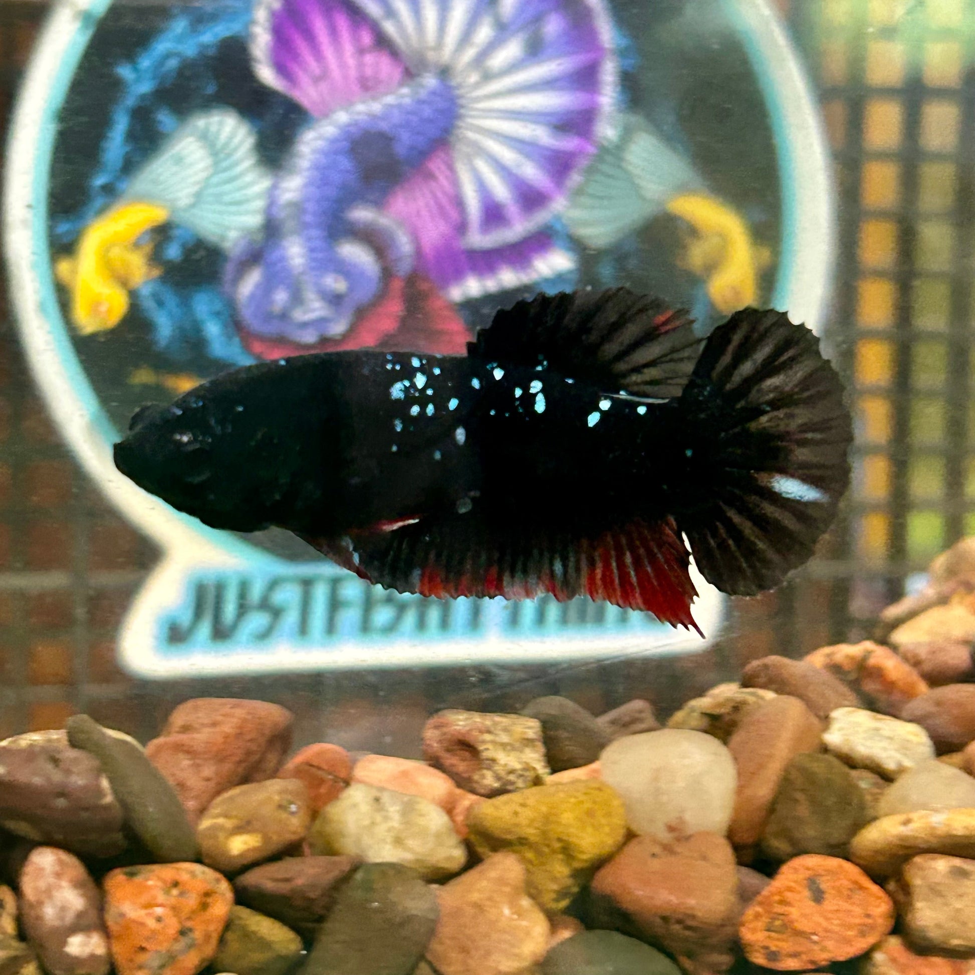 Avarta Plakat - Female Betta 016