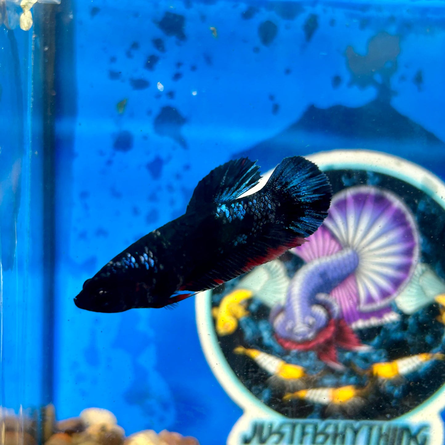 Avarta Plakat - Female Betta 025