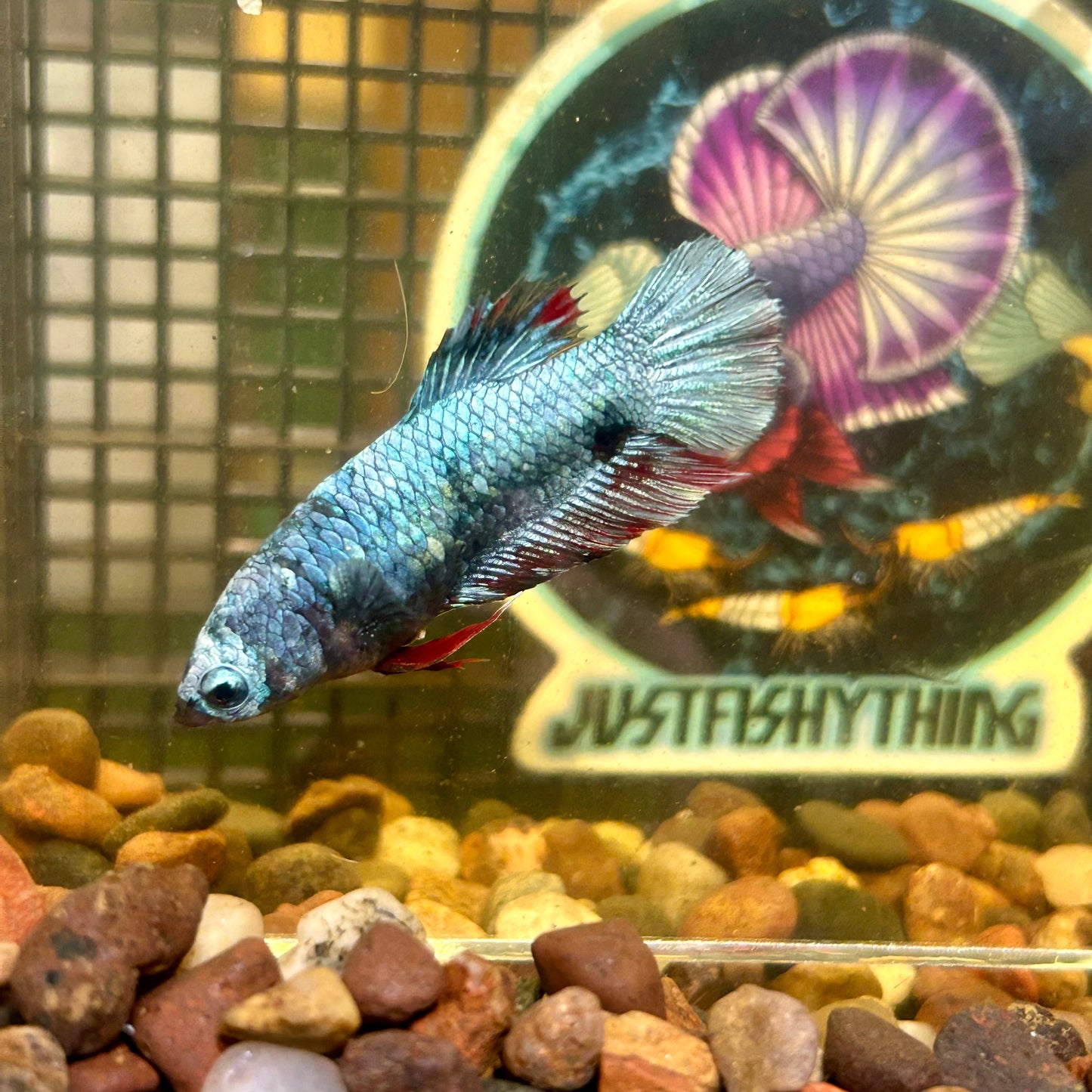 Avarta Plakat - Female Betta 068