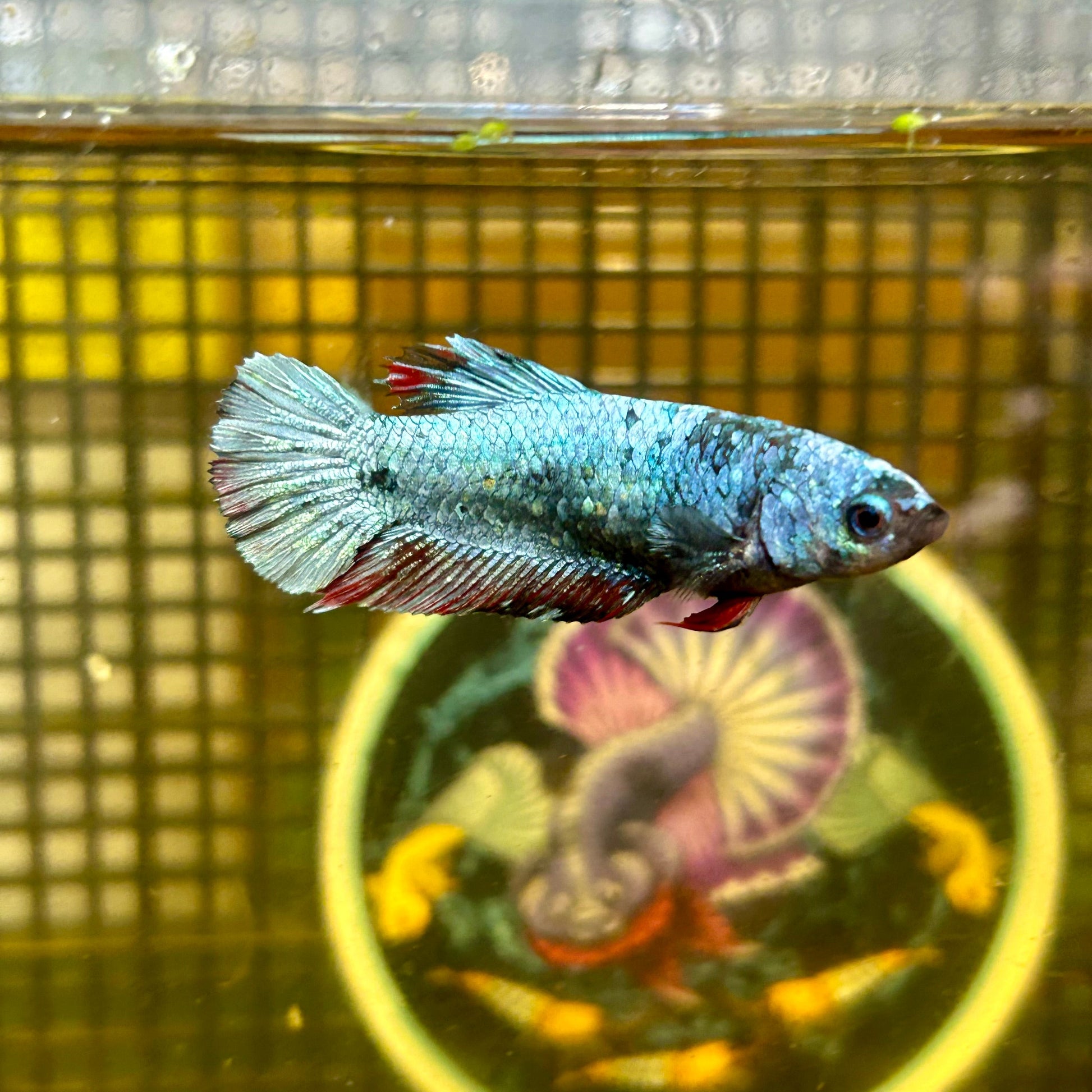 Avarta Plakat - Female Betta 068