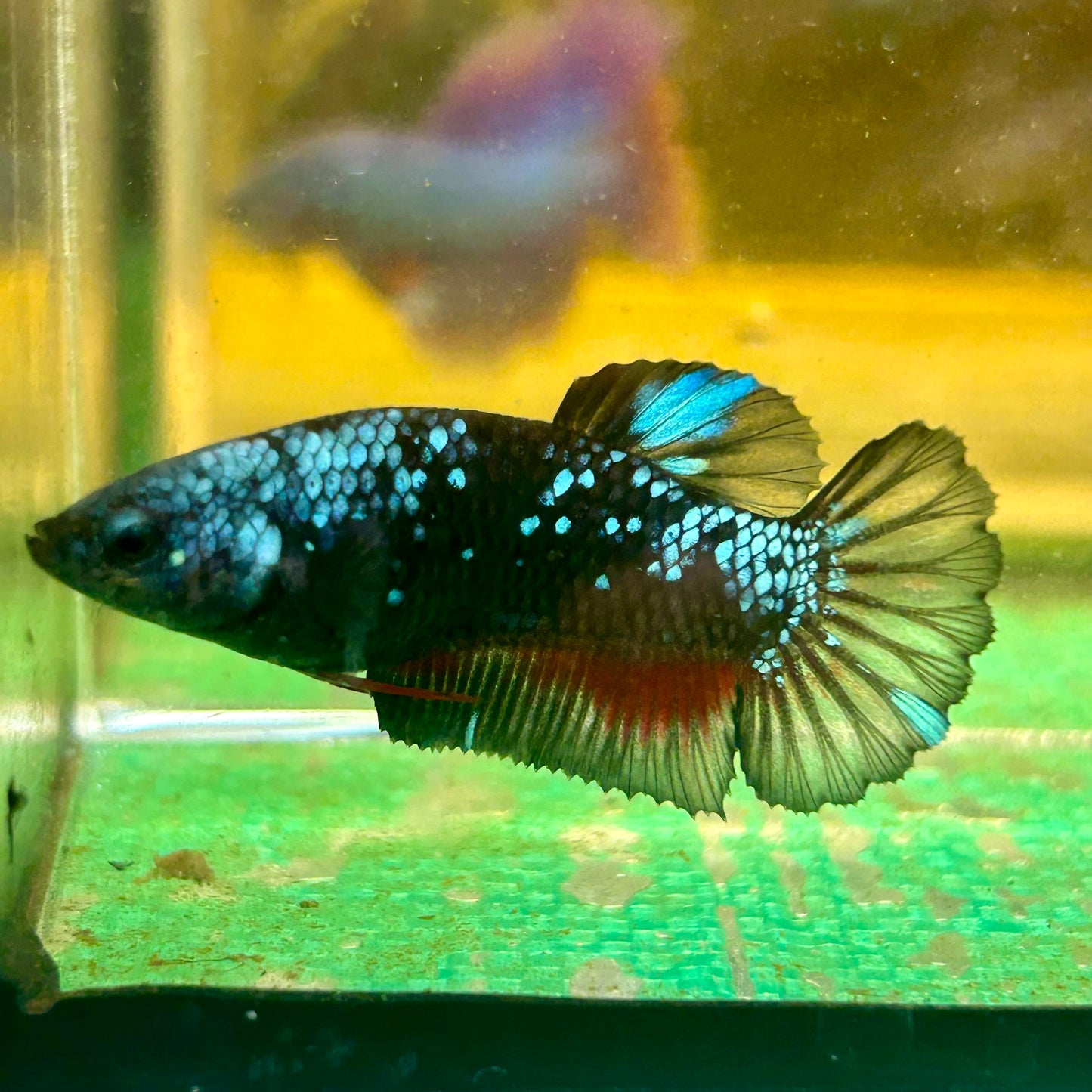 Avarta Plakat - Female Betta 110