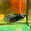 Avarta Plakat - Female Betta 110