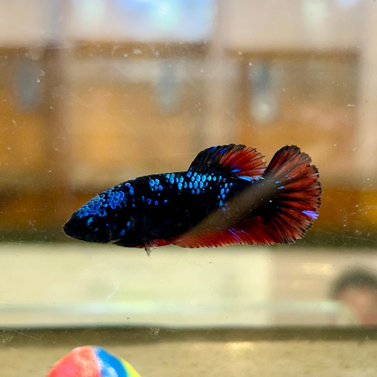 Avarta Red Copper Plakat - Female Betta 43