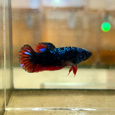 Avarta Red Copper Plakat - Female Betta 43