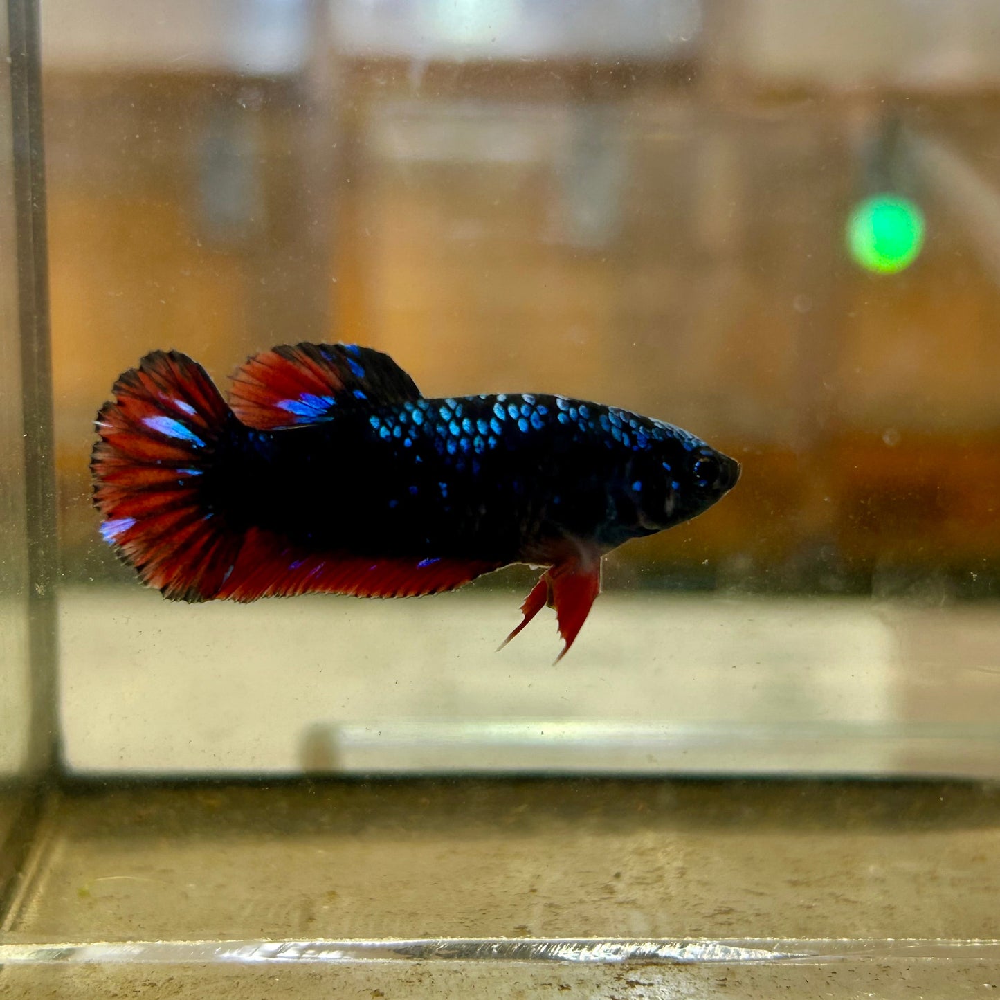 Avarta Red Copper Plakat - Female Betta 43