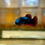 Avarta Red Copper Plakat - Female Betta 43