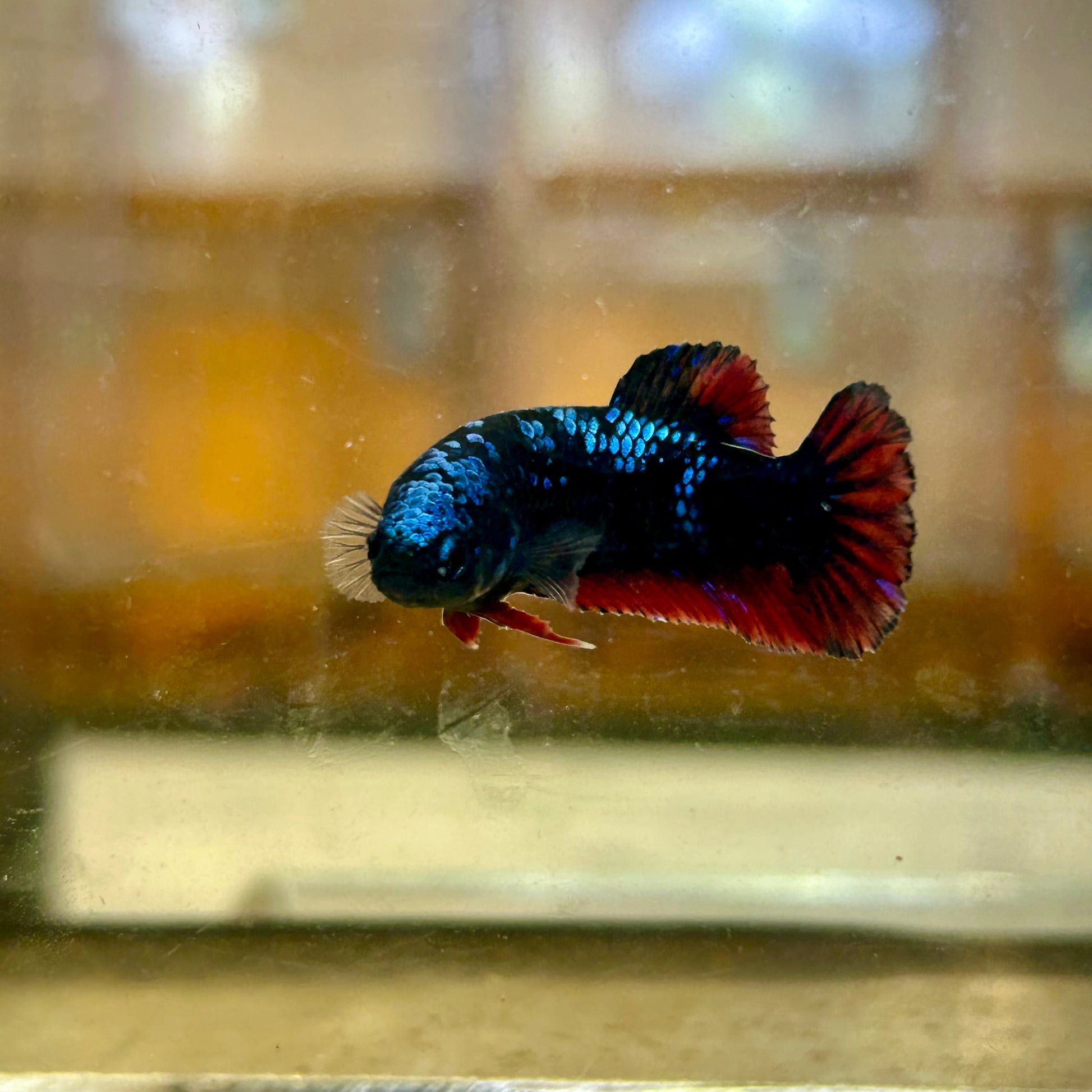 Avarta Red Copper Plakat - Female Betta 43