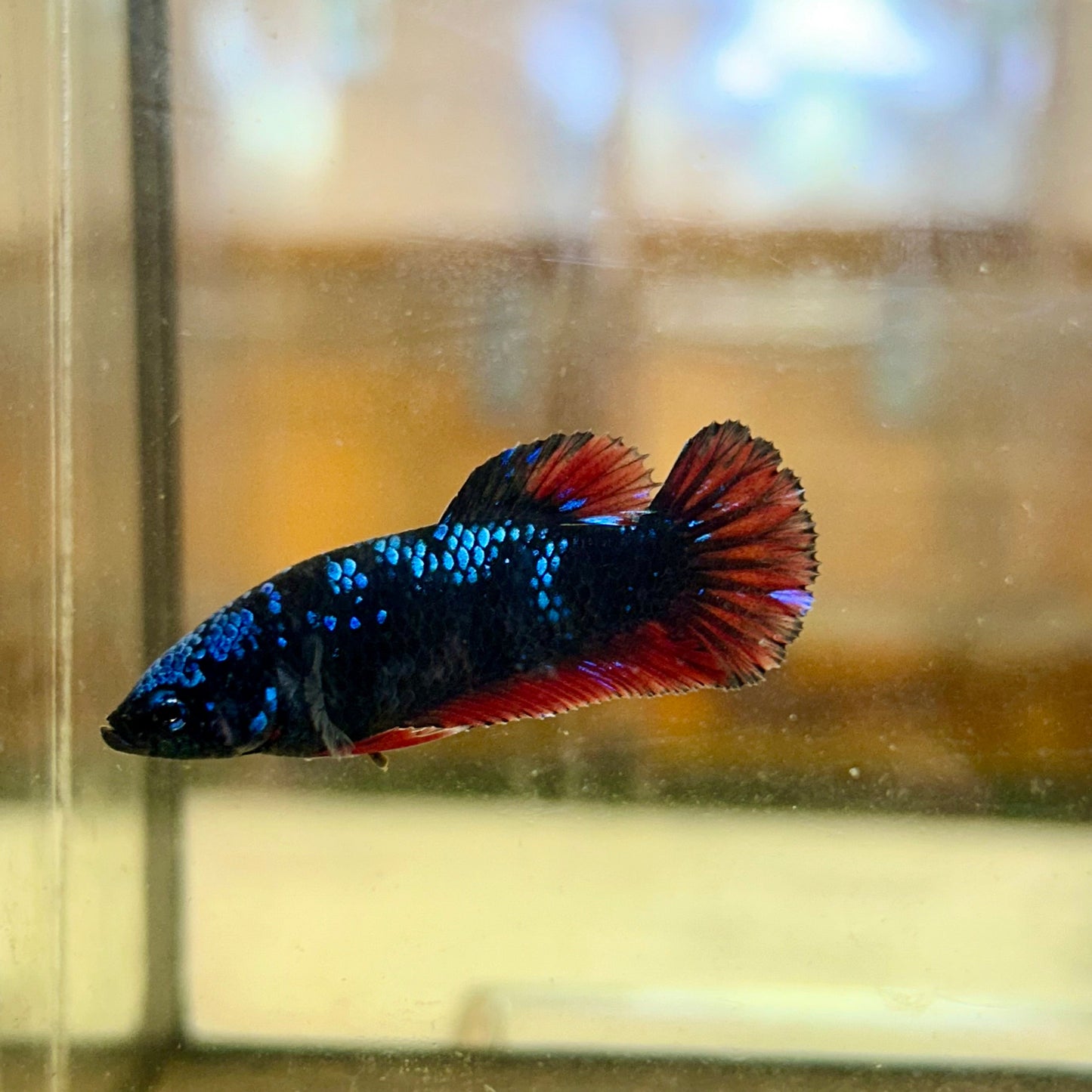 Avarta Red Copper Plakat - Female Betta 43