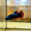 Avarta Red Copper Plakat - Female Betta 43