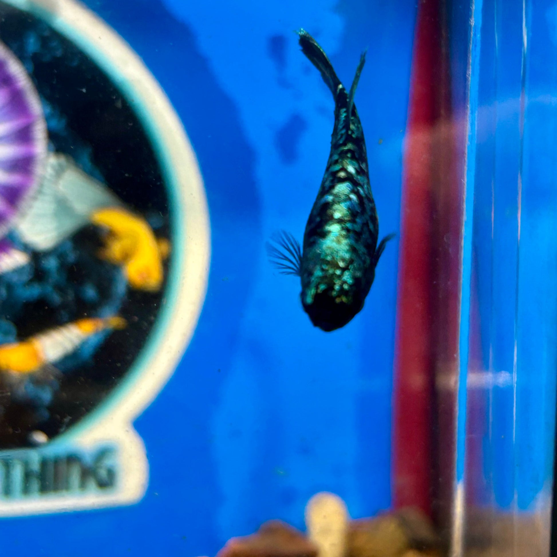 Avarta Stardust Plakat - Female Betta 109