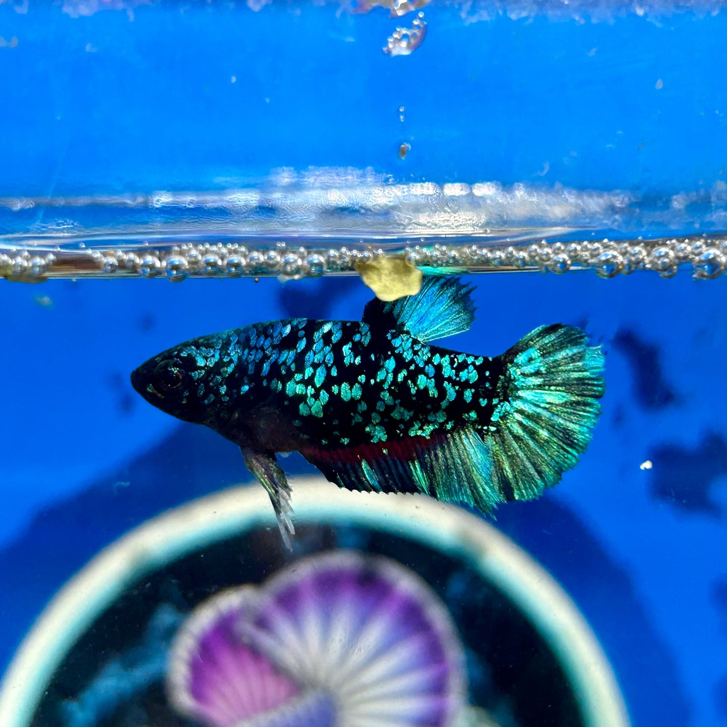 Avarta Stardust Plakat - Female Betta 109