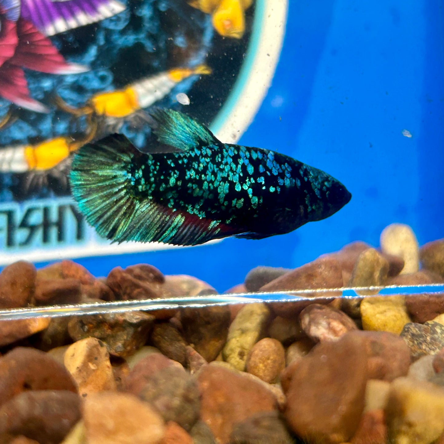 Avarta Stardust Plakat - Female Betta 109