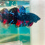 Avarta Stardust Plakat - Male Betta 105 Live Betta Fish Male betta