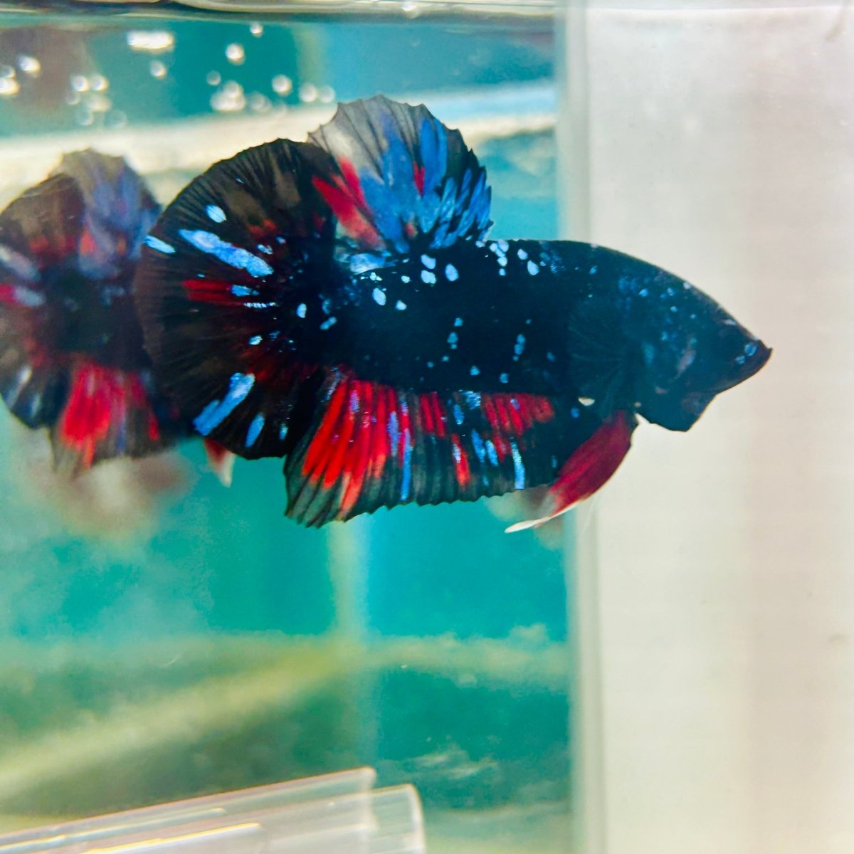 Avarta Stardust Plakat - Male Betta 105 Live Betta Fish Male betta