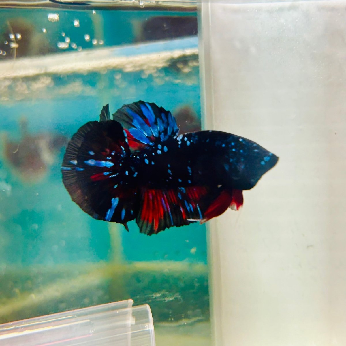 Avarta Stardust Plakat - Male Betta 105 Live Betta Fish Male betta