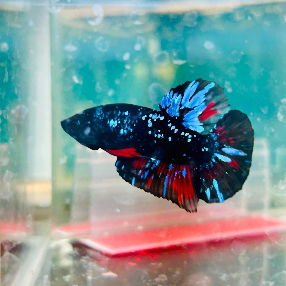 Avarta Stardust Plakat - Male Betta 105 Live Betta Fish Male betta
