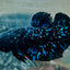 Avarta Stardust Plakat - Male Betta 145 Live Betta Fish Male betta