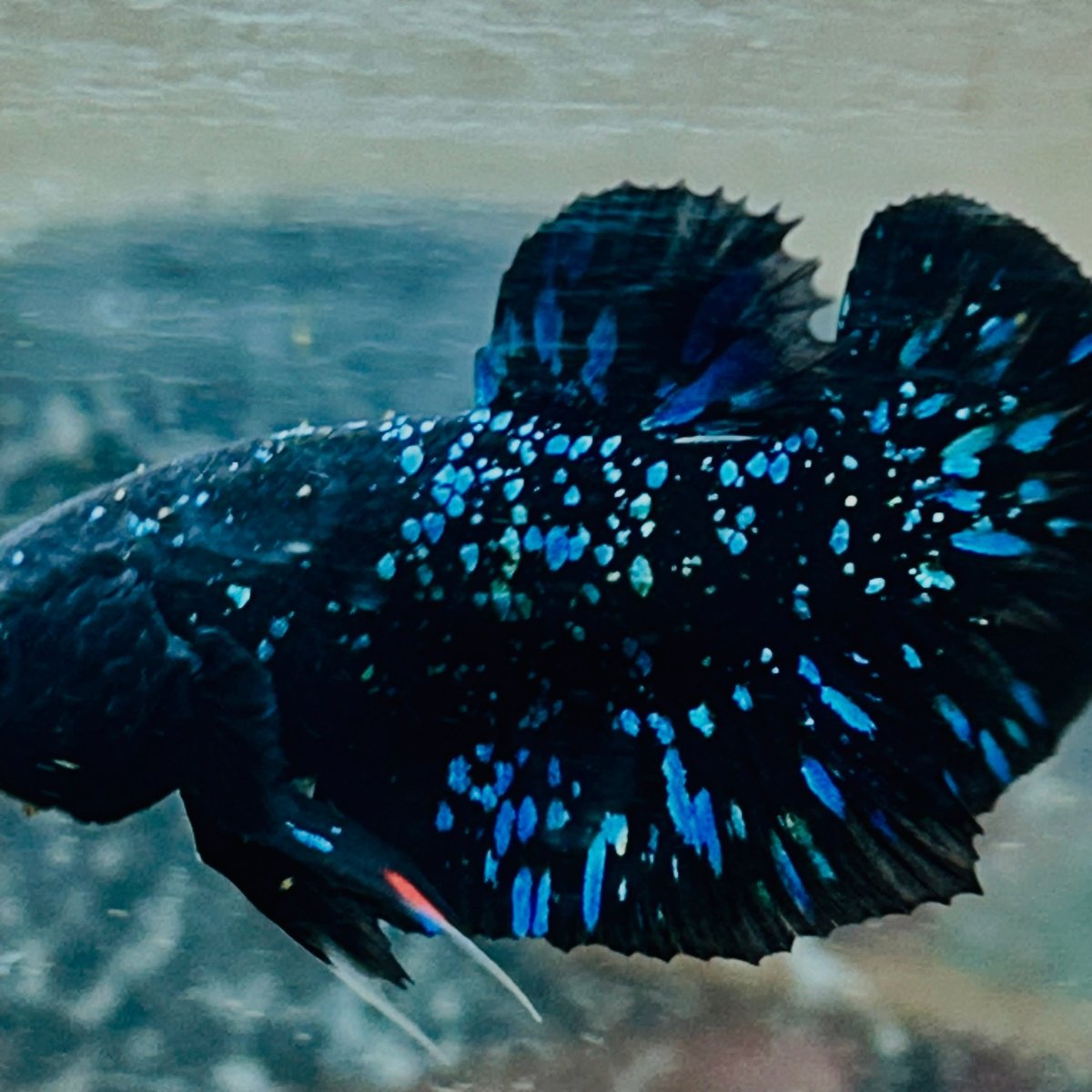 Avarta Stardust Plakat - Male Betta 145 Live Betta Fish Male betta
