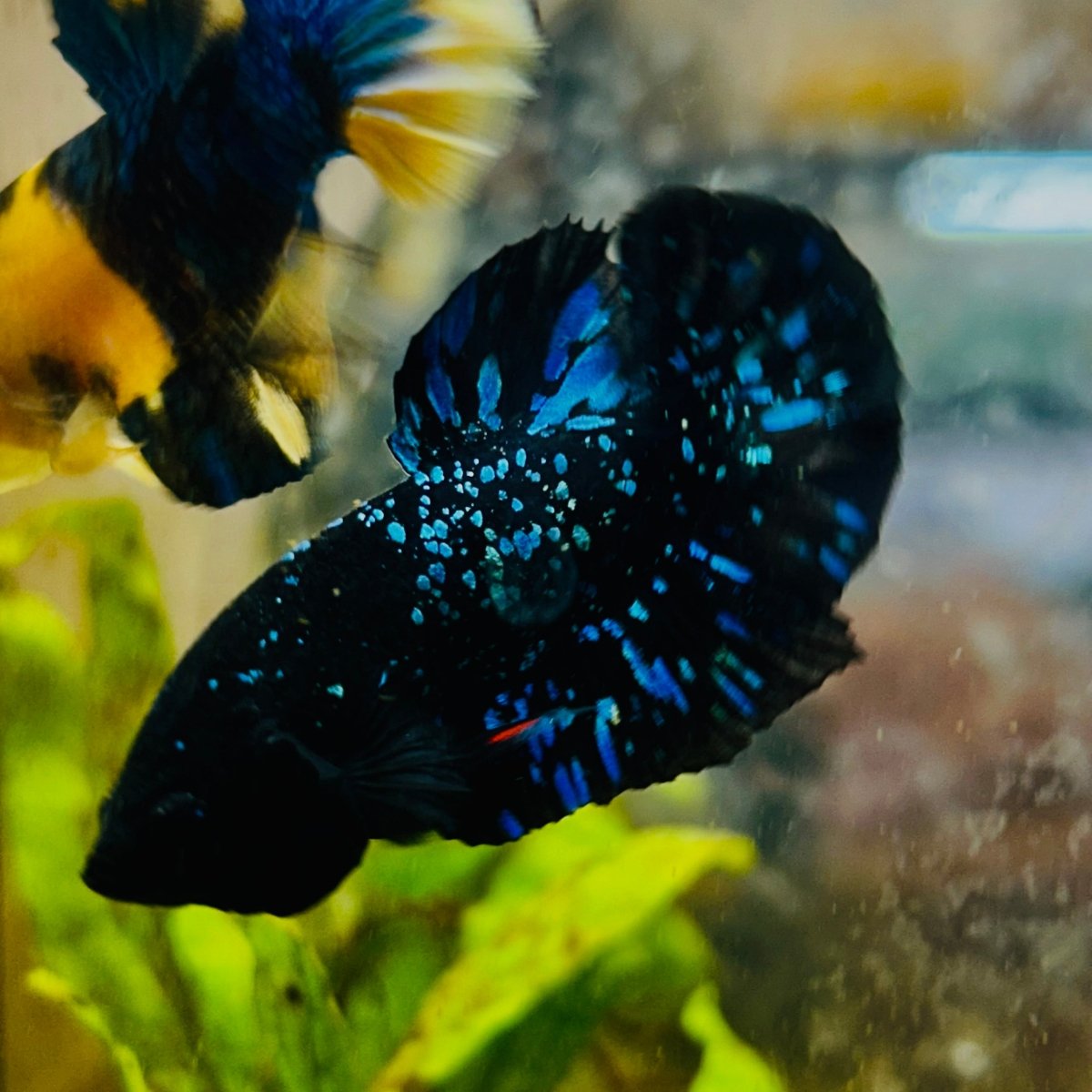Avarta Stardust Plakat - Male Betta 145 Live Betta Fish Male betta
