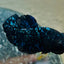 Avarta Stardust Plakat - Male Betta 145 Live Betta Fish Male betta