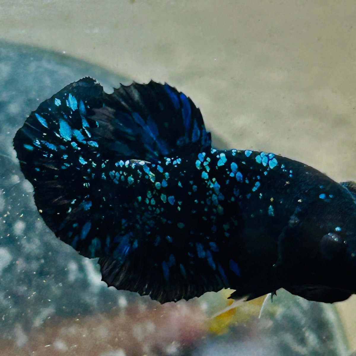 Avarta Stardust Plakat - Male Betta 145 Live Betta Fish Male betta