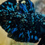 Avarta Stardust Plakat - Male Betta 145 Live Betta Fish Male betta