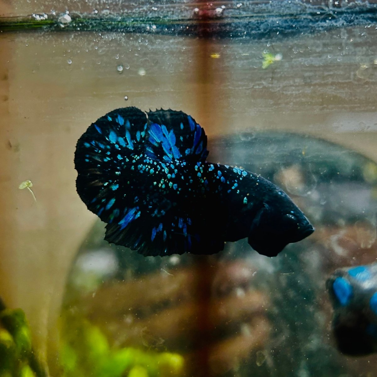 Avarta Stardust Plakat - Male Betta 145 Live Betta Fish Male betta