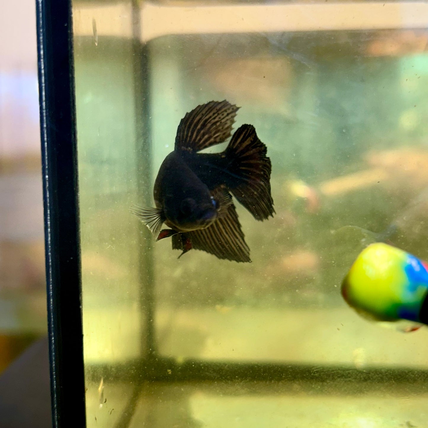 Avarta Vampire Halfmoon - Female Betta 127