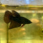 Avarta Vampire Halfmoon - Female Betta 127