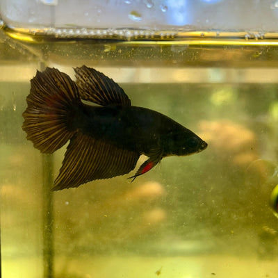 Avarta Vampire Halfmoon - Female Betta 127