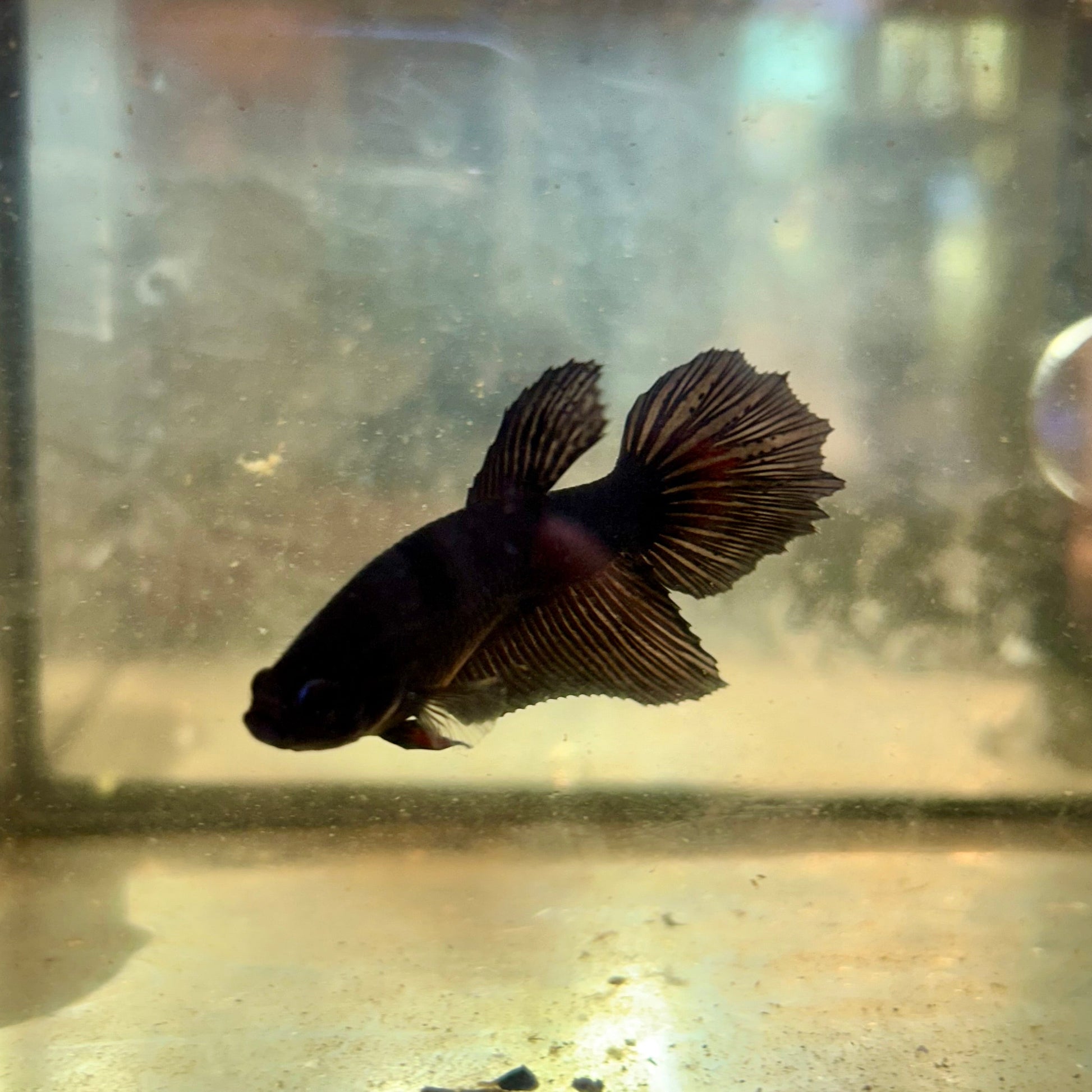 Avarta Vampire Halfmoon - Female Betta 127