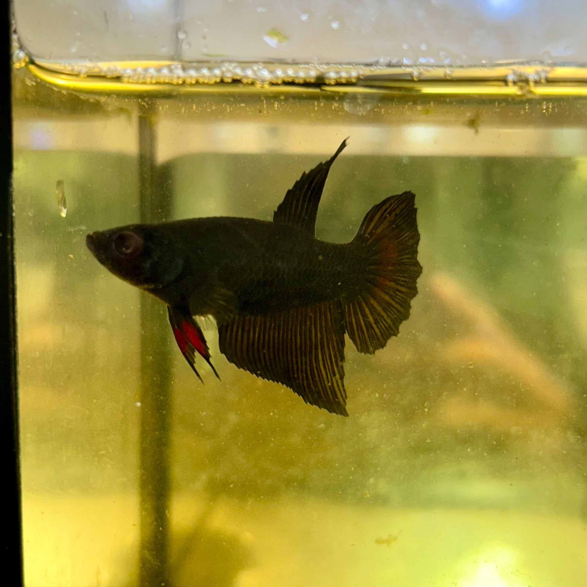 Avarta Vampire Halfmoon - Female Betta 127