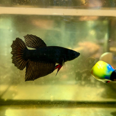 Avarta Vampire Halfmoon - Female Betta 127