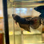 Avarta Vampire Halfmoon - Female Betta 63