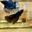 Avarta Vampire Halfmoon - Female Betta 63