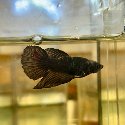 Avarta Vampire Halfmoon - Female Betta 63