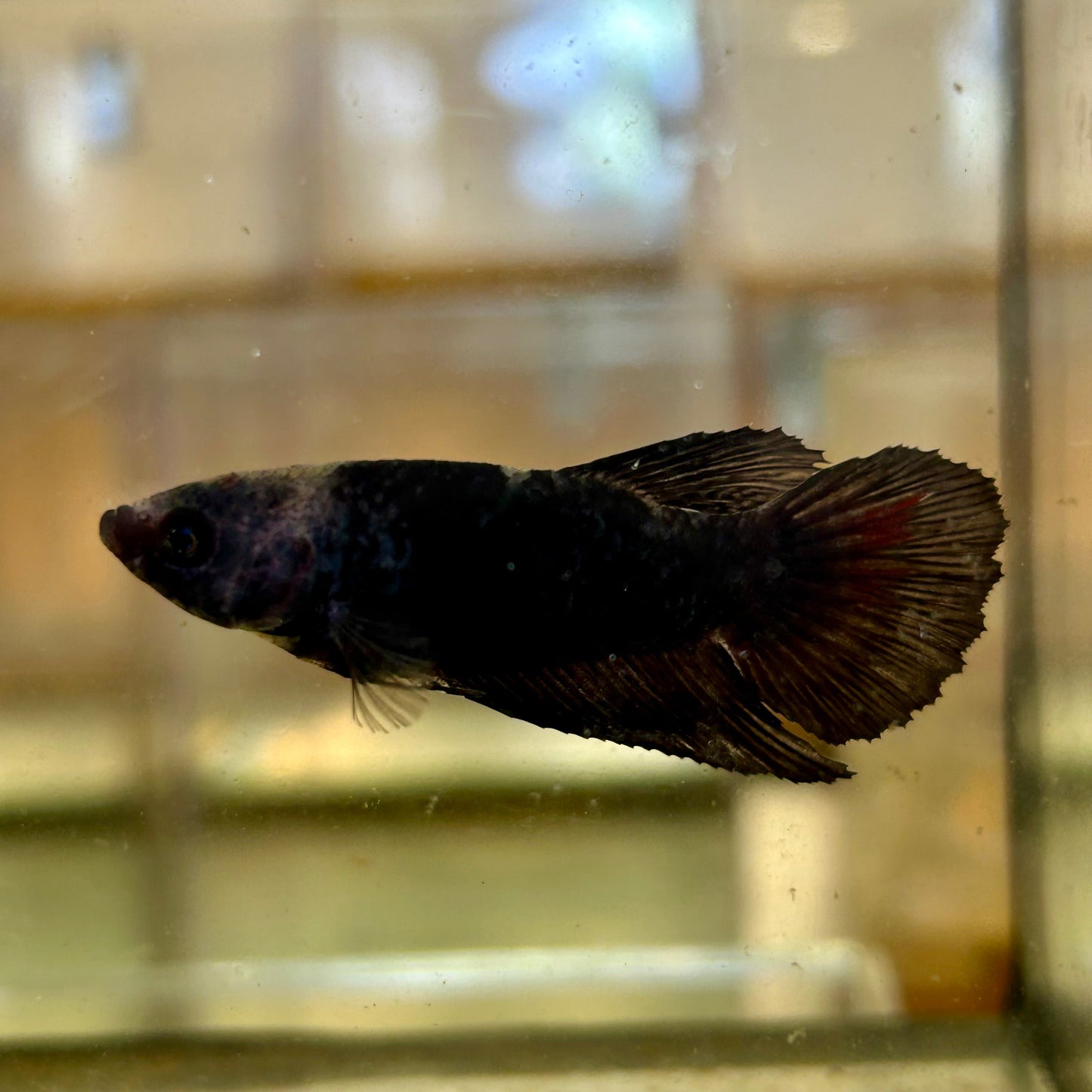 Avarta Vampire Halfmoon - Female Betta 63