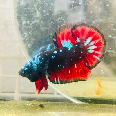 Avarta Vampire Plakat - Male Betta 045