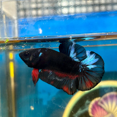 Avarta Vampire Plakat - Male Betta 103