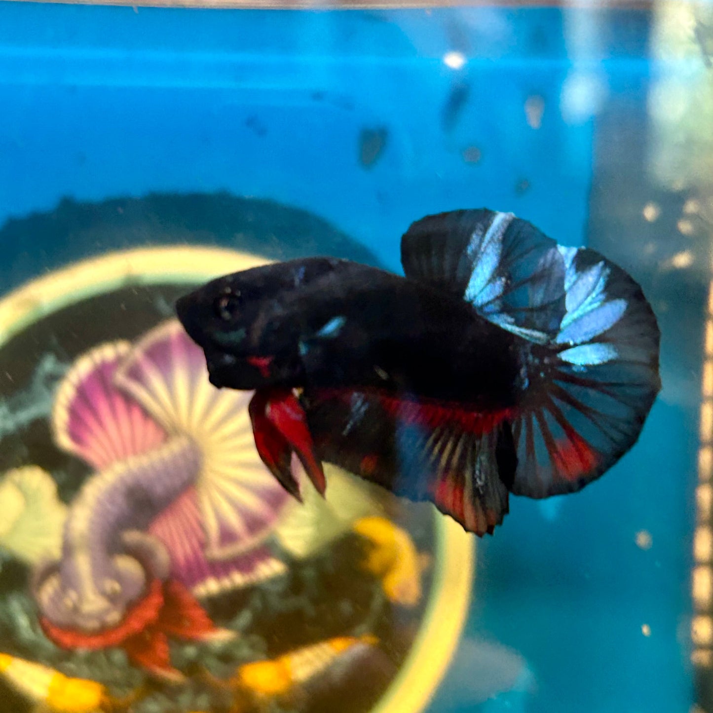 Avarta Vampire Plakat - Male Betta 103