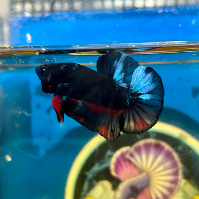 Avarta Vampire Plakat - Male Betta 103