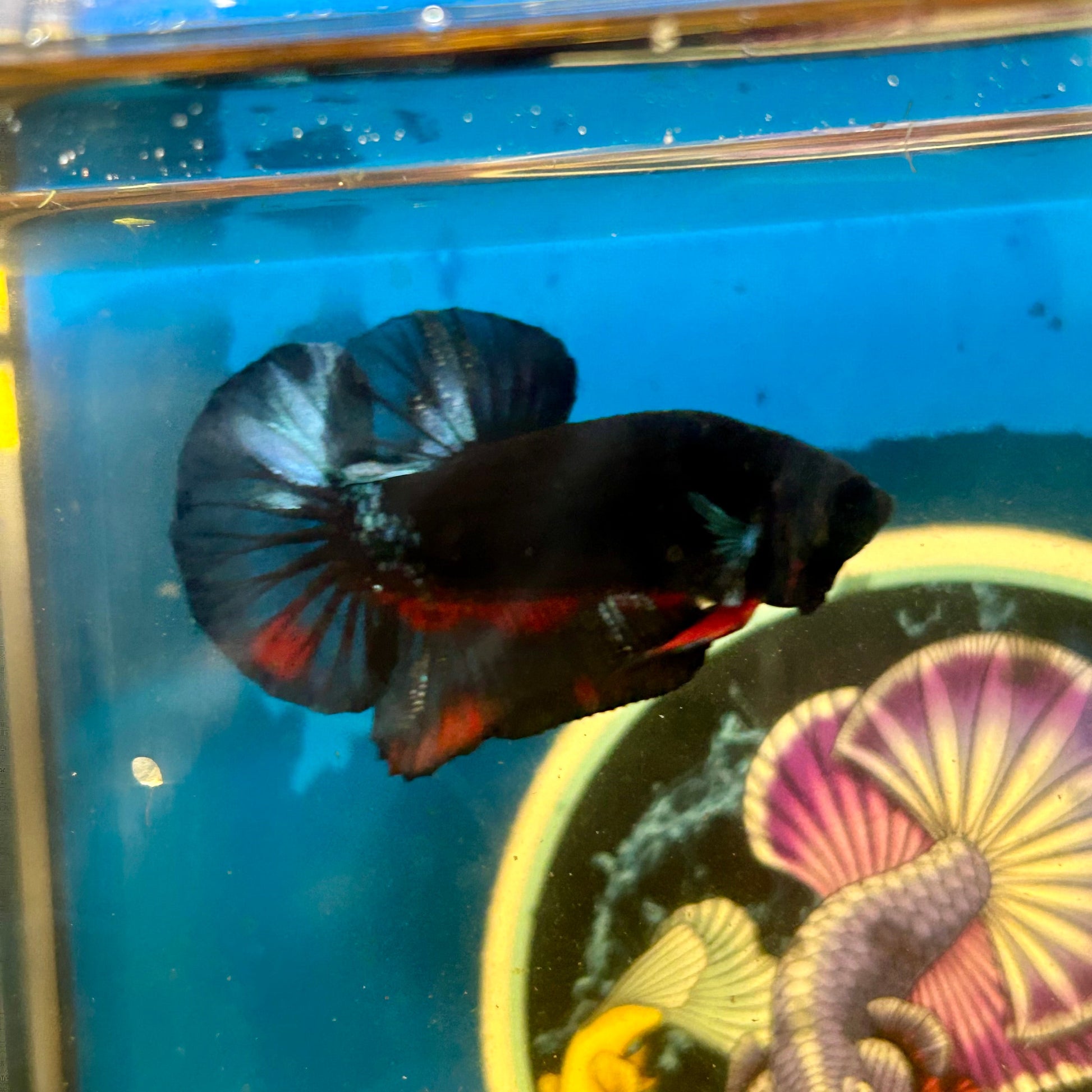 Avarta Vampire Plakat - Male Betta 103