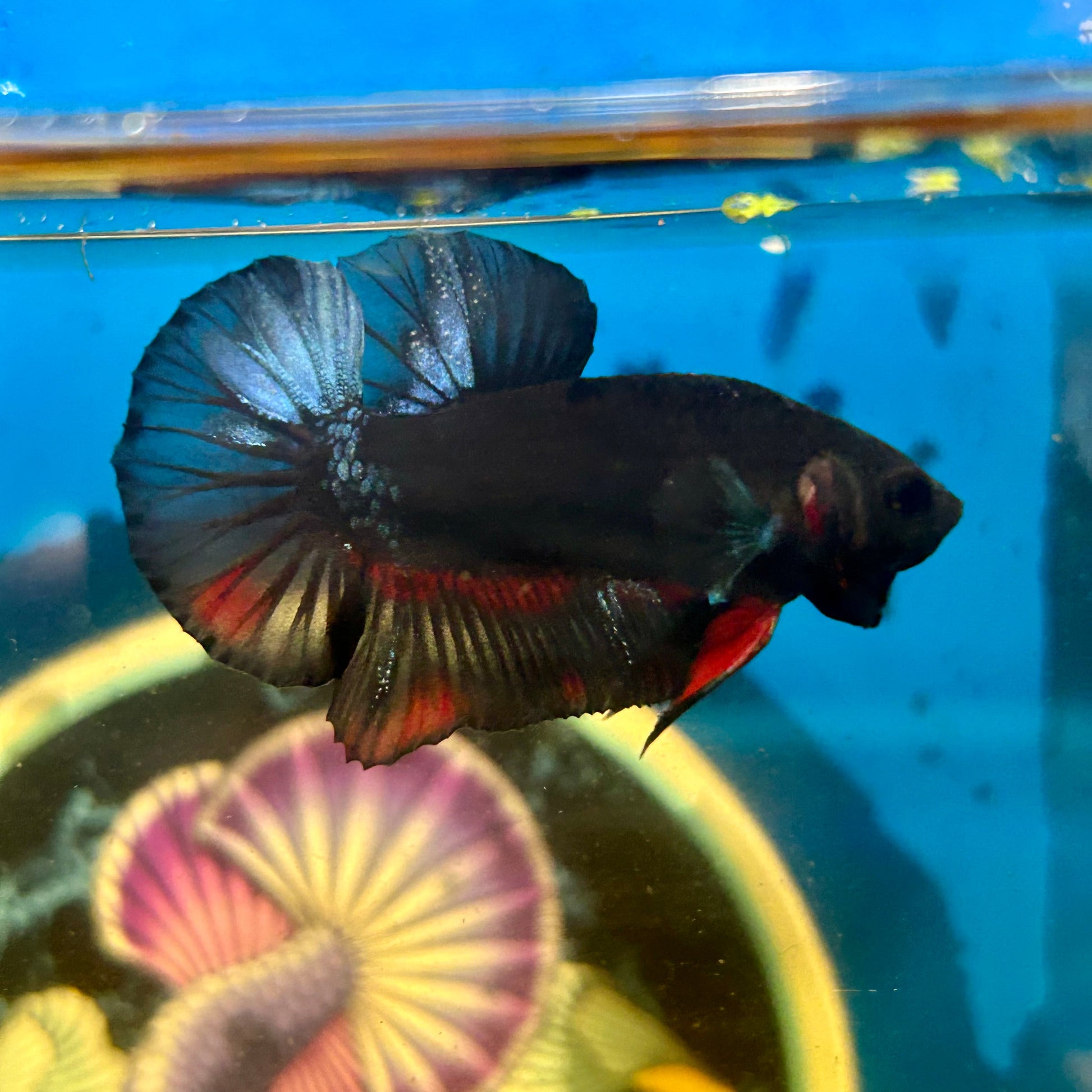 Avarta Vampire Plakat - Male Betta 103