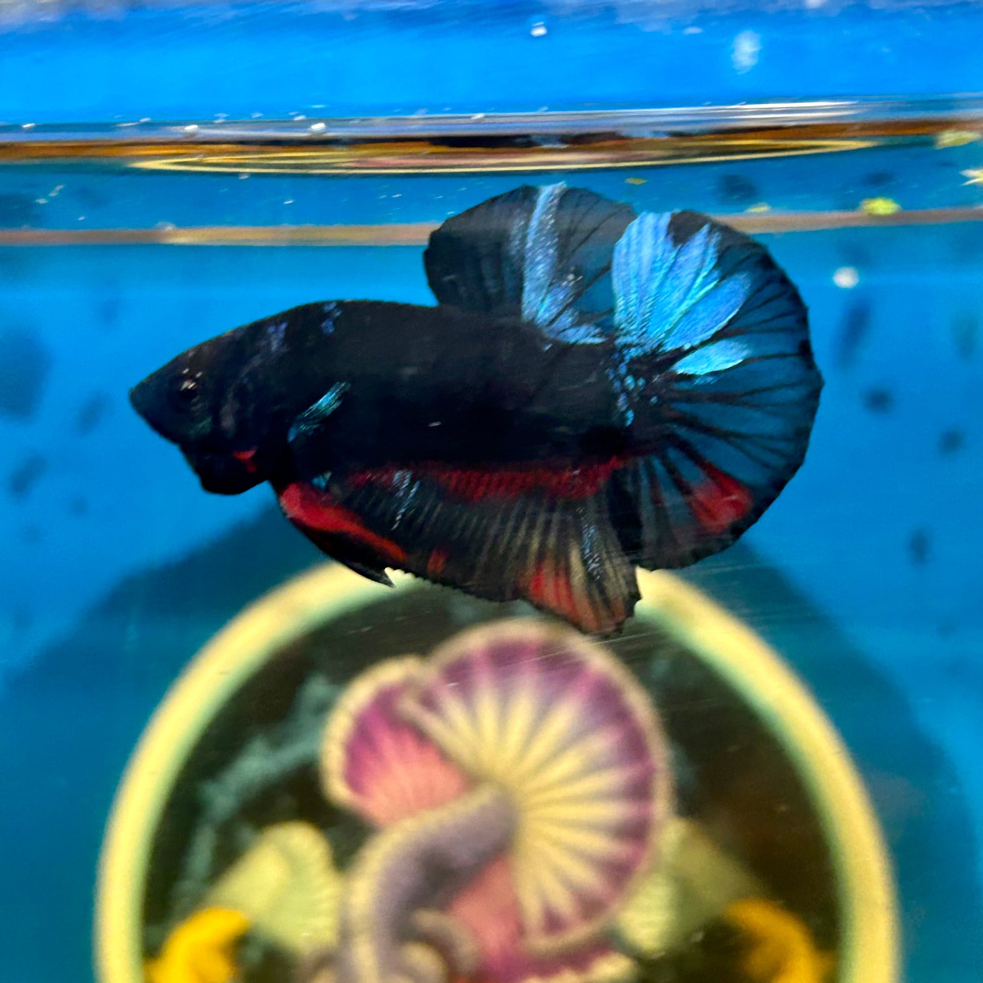 Avarta Vampire Plakat - Male Betta 103