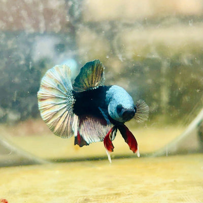 Avarta Vampire Plakat - Male Betta 138