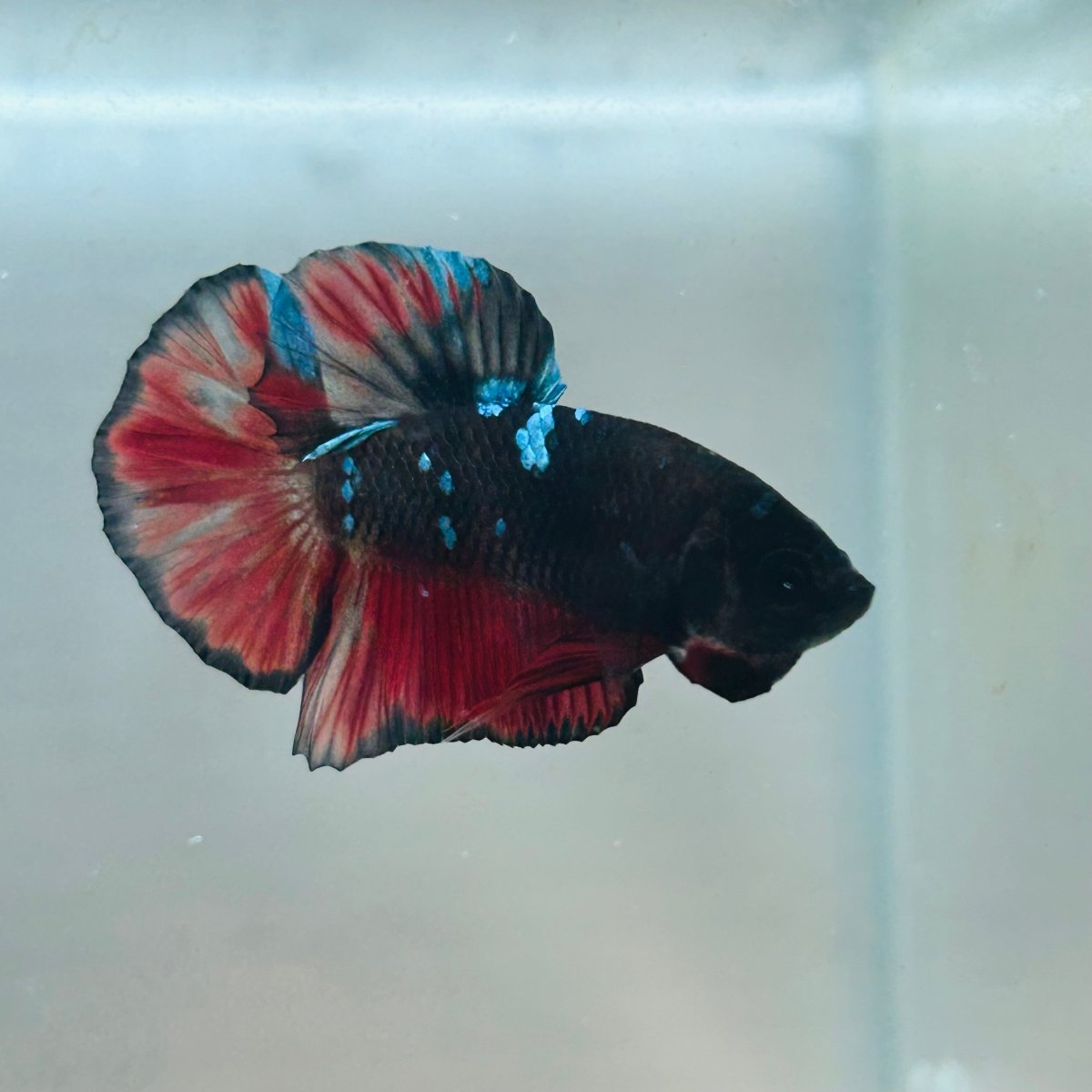 Avarta Vampire Plakat - Male Betta 156