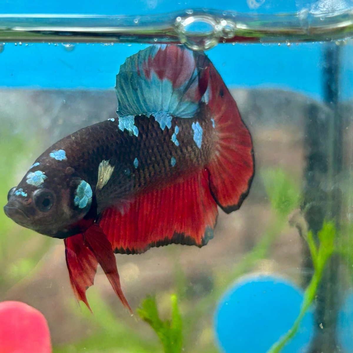 Avarta Vampire Plakat - Male Betta 156