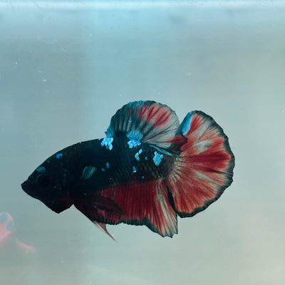 Avarta Vampire Plakat - Male Betta 156